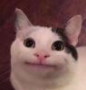Profile picture for user Swingsultan